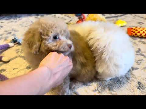 Cutiepoopups