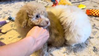 Toy Poodles Dawson & Dean Update 