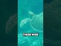 TURTLES Can Live For How Long Sea Turtle Facts