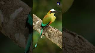 Download lagu #entretenimiento | El Salvador celebra hoy el día dedicado al torogoz, ave nacional mp3