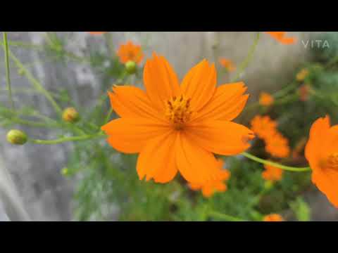 Flowers in my garden 2 || Rupali' site