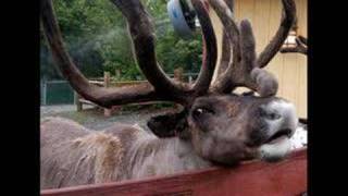 RUDOLF THE RED NOSED REINDEER