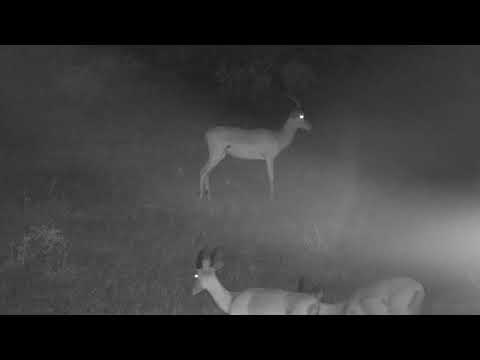 Djuma: Impalas on alert after Tlalamba female leopard walked near - 21:07 - 12/20/19