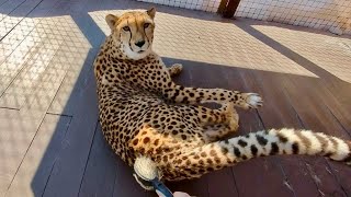 Герда дважды опасно дала понять что с ней так нельзя. Гепард с характером.