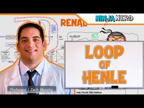 Renal | Loop of Henle