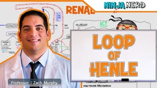 Loop of Henle