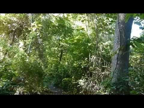 Sounds like a cat, no it's a BIRD; sights & sounds of the Gray Catbird