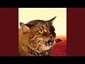 Backyard (Meow Mix)