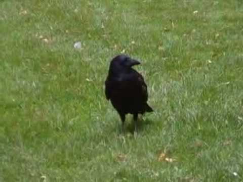 CARRION CROW [ Corvus corone corone ]
