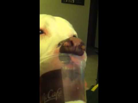 Raji eating ice cream