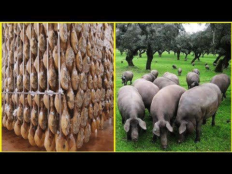 , title : 'Black Pig Farming in Forest - World's Most Expensive Ham - Black Pig Jamón Processing Factory'