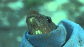 MV - Brad Paisley - Catch All The Fish