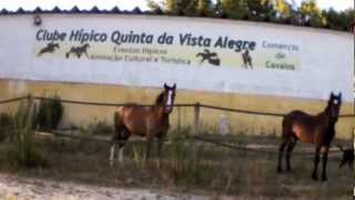 preview picture of video 'Cavalos Voadores'
