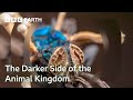 The Darker Side Of The Animal Kingdom Bad Natured Full Series BBC Earth