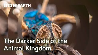 The Darker Side of the Animal Kingdom | Bad Natured: Full Series | BBC Earth