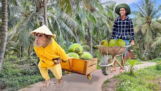 Download lagu Smart CUTIS Harvest Processing Big Coconuts Sell Go Market mp3 Download lagu Smart CUTIS Harvest Processing Big Coconuts Sell Go Market mp3