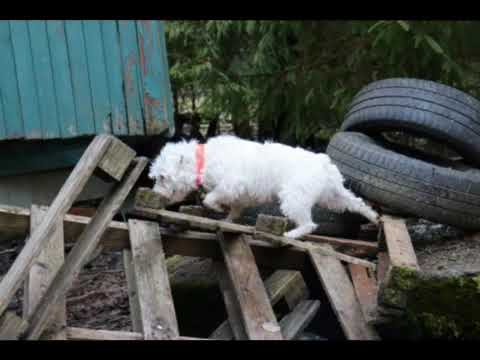 Pomôžte nám zakúpiť záhradný traktor na úpravu plochy pre výcvik záchranárskych psov