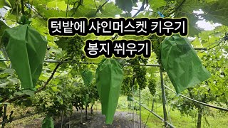 텃밭에 샤이먼스켓 키우기, 봉지 씌우기