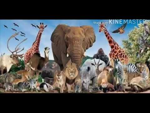 Animals - Class 10th
