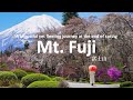 Perjalanan Indah Melewati Daerah Gunung Fuji Pada Akhir Musim Semi Vlog Perjalanan Jepang