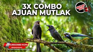Download lagu 🔴 Live Tembakan Cililin Kasar Greja Tarung Roll Srigunting Abu vs Cucak Cungkok Super Gacor mp3
