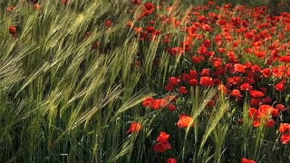 My Love Is Like A Red Red Rose - Bill Douglas