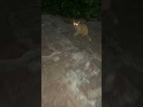 MERINDING TAKUT CAMPUR#cat