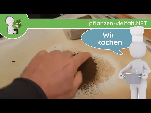 , title : '☕ KAFFEE (Ersatz ☺) - Wegwarte-Kaffee aus Wurzeln - Anleitung & Tipps (zum selber machen)'