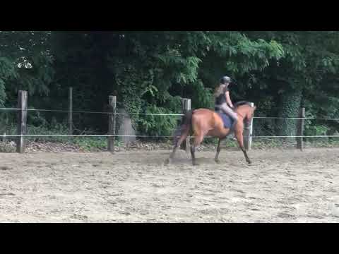 Ricolette v Arezzo VDL x Numero Uno - 3 yr old