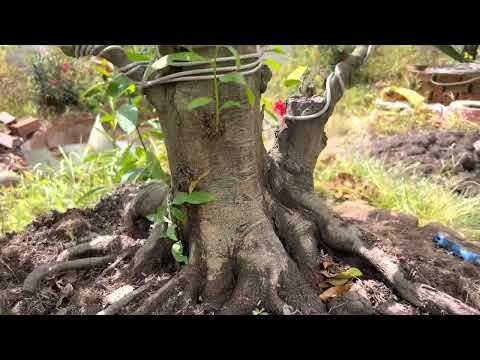 Trông cây mai lớn trên bốn chú ý nhất là giá thể