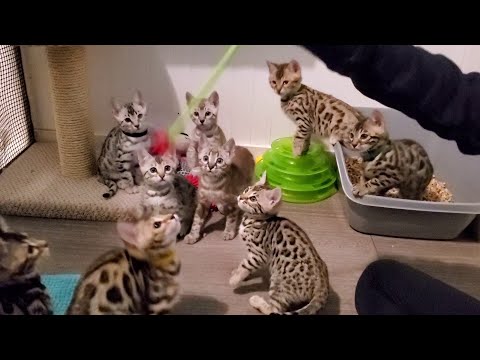 💕The Bengal Kittens Arrived Tonight and Our Granddaughter Had So Much Fun Playing With Them!😺