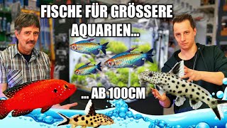 Fischbesatz Vorschlag für ein Aquarium ab 100cm