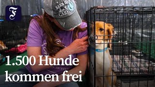 Beagle-Zuchtbetrieb schließt