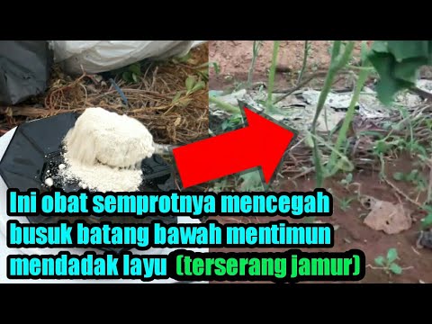 , title : 'Mencegah layu mendadak dan Busuk Pangkal Bawah Mentimun Ahirnya Mati..'