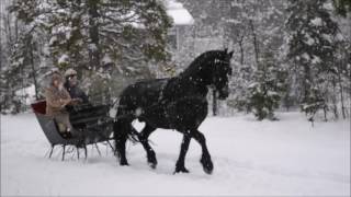 A New Year's Sleigh Ride | Friesian Horse