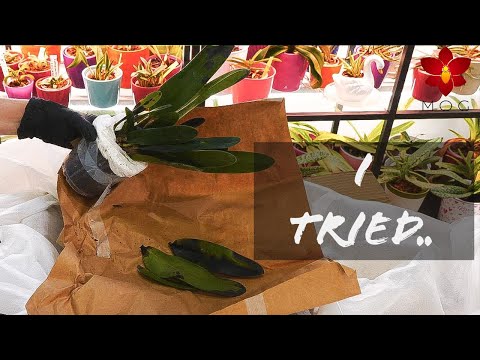 Last Orchid Haul of 2020 Part 1 - Giving Orchid Garden another go and.. uuuf 😞