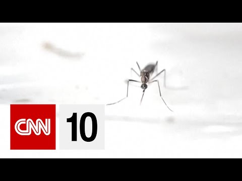 地球上最危險的動物 (The Most Dangerous Animal On Earth)