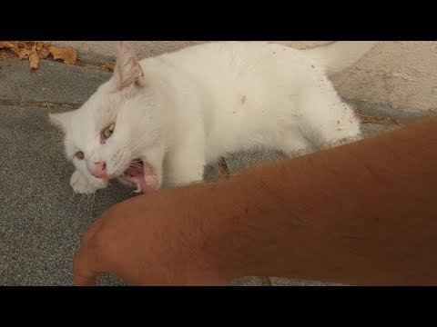 Angry White Cat Had a Really Bad Temper So I Let Her Attack Me...