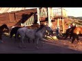 Horse Stampede