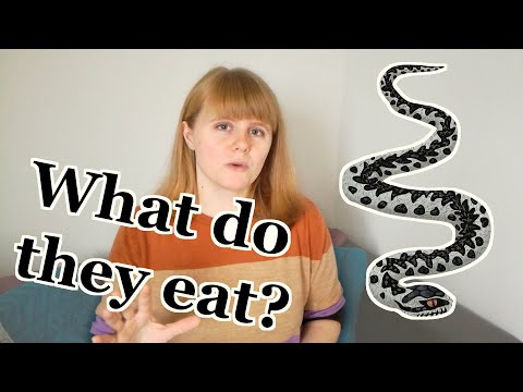 What do adders, grass snakes and smooth snakes eat? How do they hunt for prey? | UK Wildlife Species