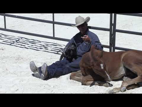 Connection and handling a foals feet