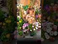 Blooming Flowers Best Balcony Flowering Plants Shorts Nature Explore