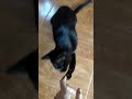How The Black Cat Bite My Finger