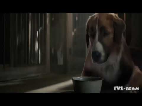 un perro increible pelicula completa en español latino