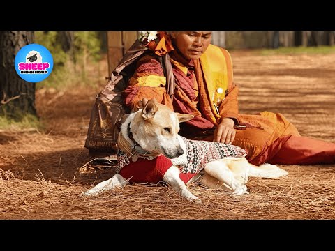 Aloka – The Peace Dog: From a Stray Dog to Walking for Peace