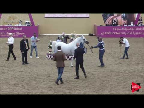 N.284 MOHANNED AL WAAB - 2019 Qatar Individuals - Stallions 7 to 10 Years Old (Class 11) .mp4