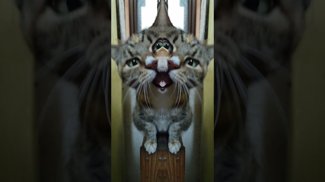 2026 01 12　05  猫動画ショートですニャン ‐ #cat #子ネコ #猫 #catsofyoutube #cats