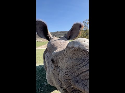 Rhino ASMR: Find Calm Through Wildlife Sounds