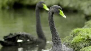 Loreena McKennitt - The Bonny Swans