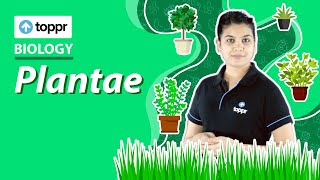 Plantae | Biological classification | Class 11 Biology (CBSE/NCERT)